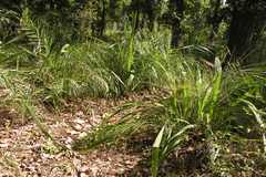 Phoenix acaulis